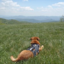 Hunter loving life in the cool breeze on Max Patch Bald